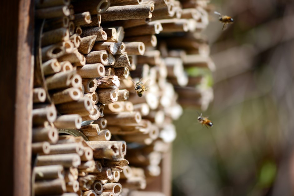 biodiversité